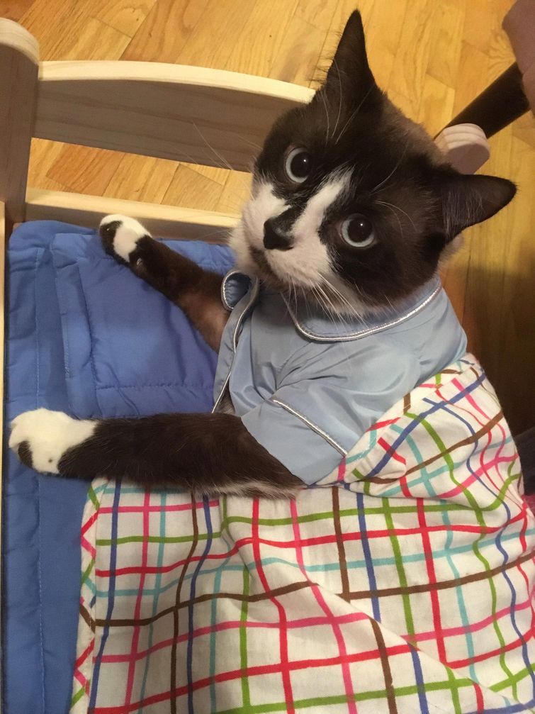 Люди делятся снимками крошечной мебели, которую они купили для своих питомцев, и это мило мебель для домашних животных, мебель для питомцев, домашние животные на маленькой мебели, питомцы мебель