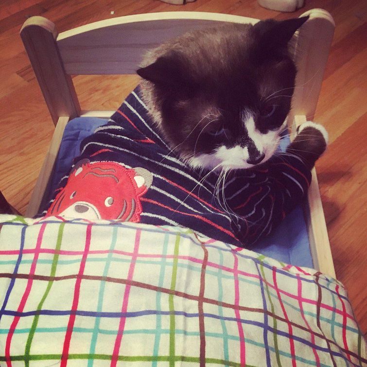 Люди делятся снимками крошечной мебели, которую они купили для своих питомцев, и это мило мебель для домашних животных, мебель для питомцев, домашние животные на маленькой мебели, питомцы мебель