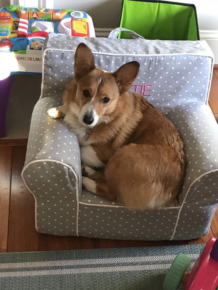 Люди делятся снимками крошечной мебели, которую они купили для своих питомцев, и это мило мебель для домашних животных, мебель для питомцев, домашние животные на маленькой мебели, питомцы мебель