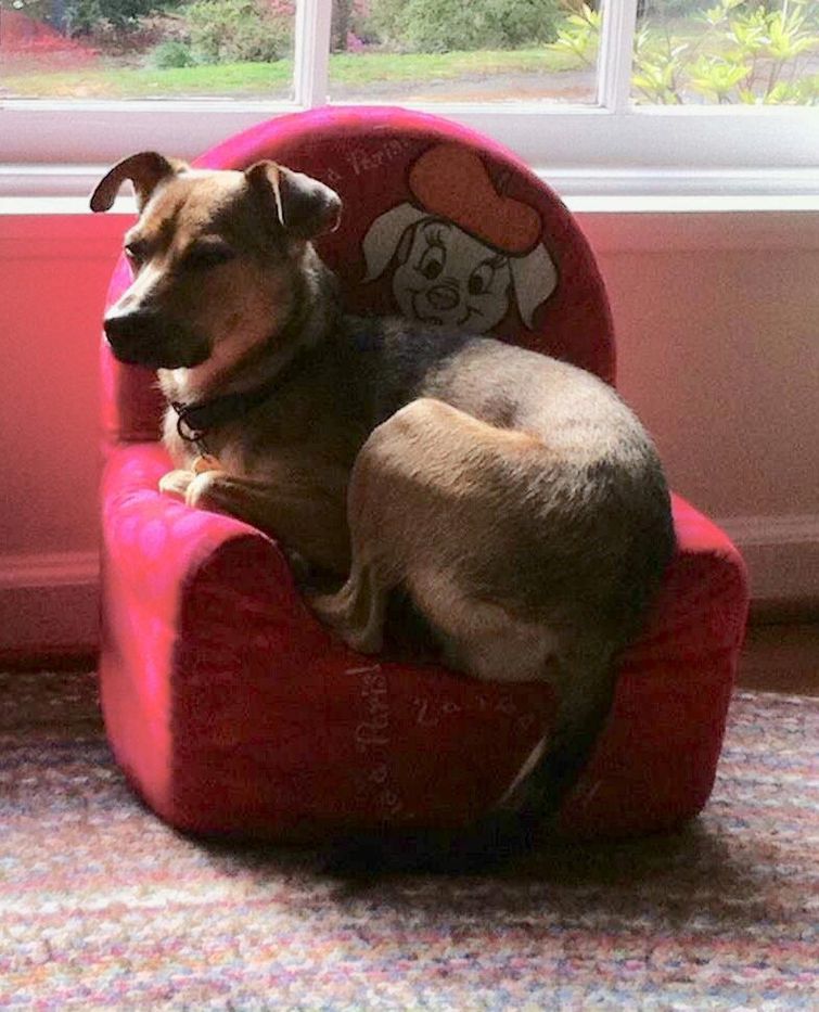 Люди делятся снимками крошечной мебели, которую они купили для своих питомцев, и это мило мебель для домашних животных, мебель для питомцев, домашние животные на маленькой мебели, питомцы мебель