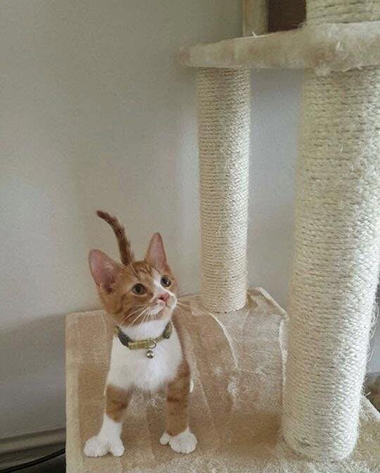 удивительные вещи, фотографии удивительных вещей, необычные вещи, редкие фотографии