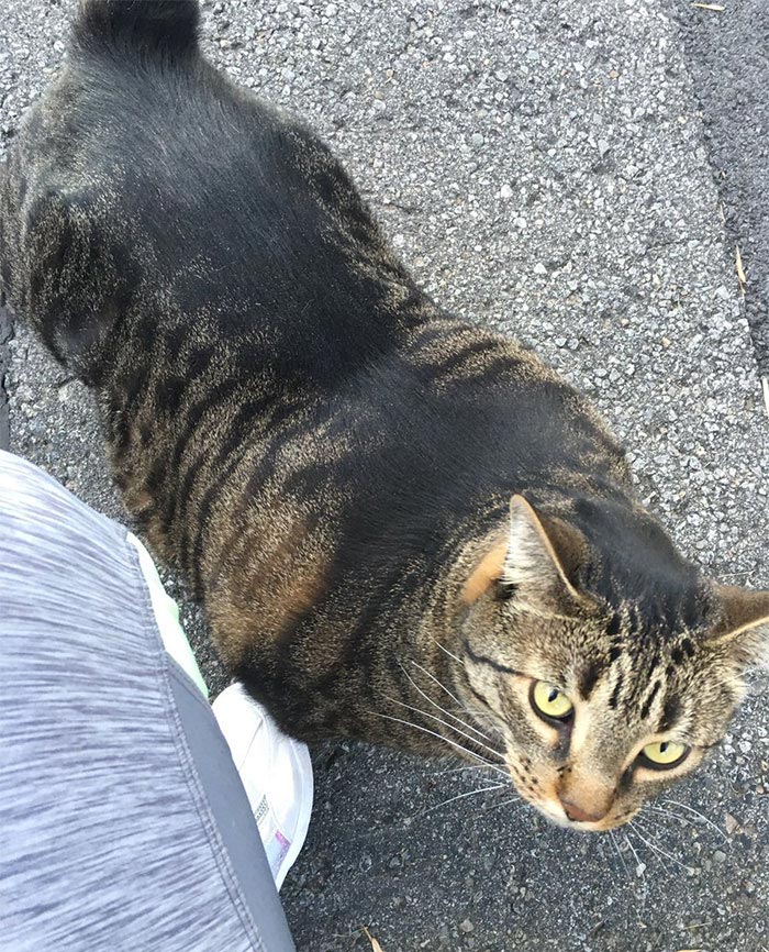 мускулистый кот, buff cat, мускулистый кот из Канады 