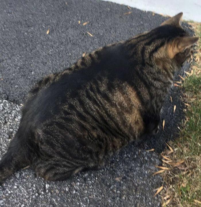 мускулистый кот, buff cat, мускулистый кот из Канады 