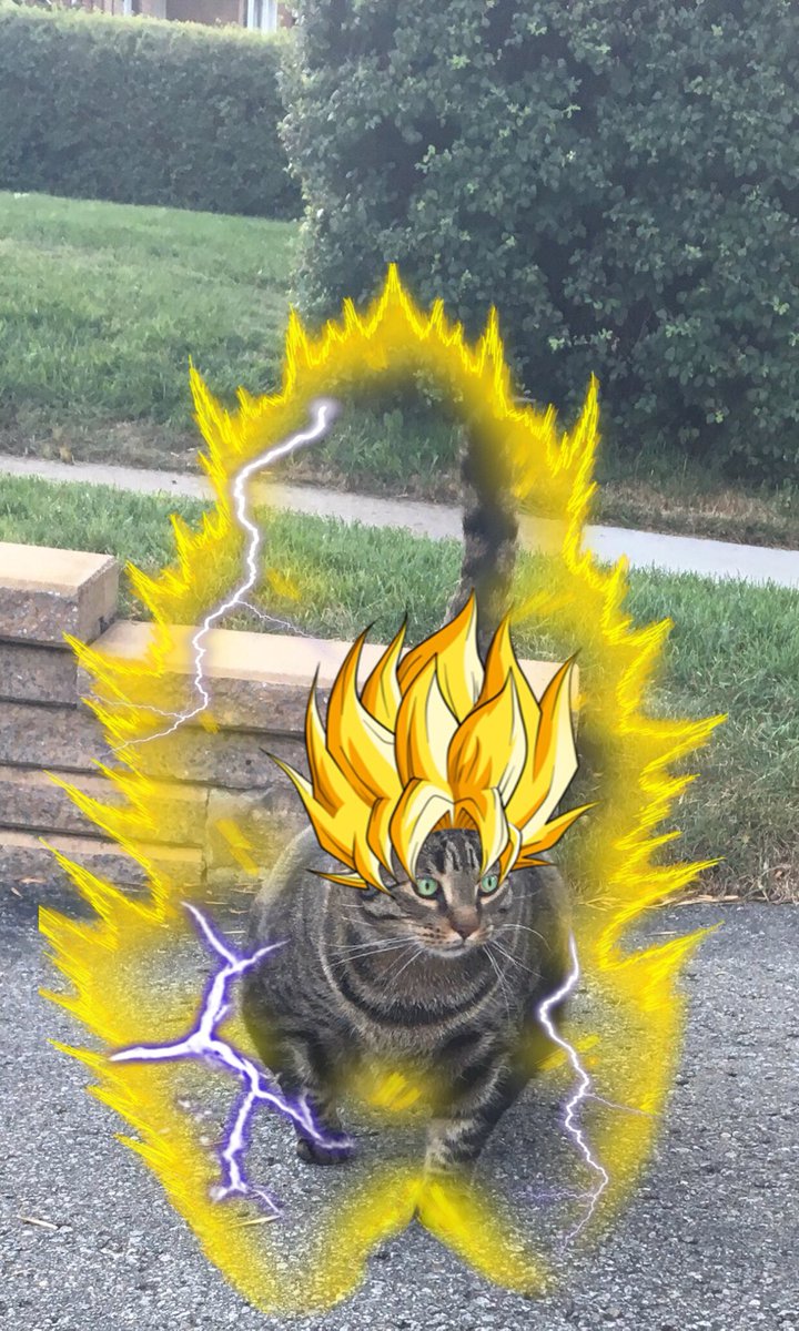 мускулистый кот, buff cat, мускулистый кот из Канады 