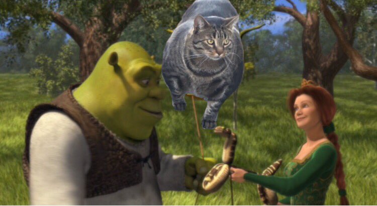 мускулистый кот, buff cat, мускулистый кот из Канады 