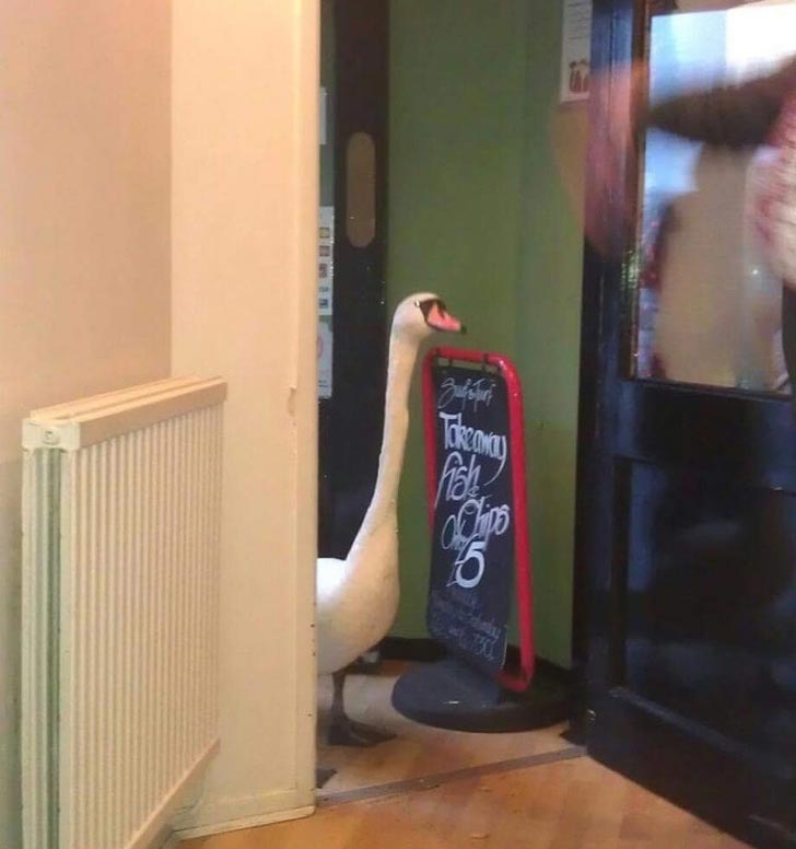 25 неожиданных фотографий, глядя на которые не сразу поймёшь, что вообще происходит фотографии глядя на которые не понятно что происходит, неожиданные фотографии, странные фотографии