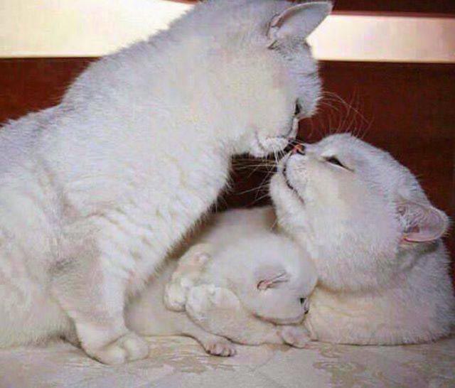 позитивные фотографии, добрые фотографии, вдохновляющие фотографии