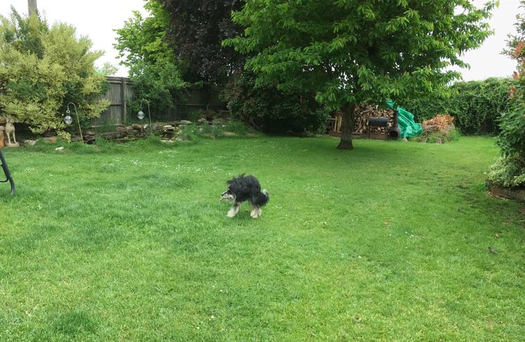 панорамное фото собаки, смешное панорамное фото, смешное фото собаки