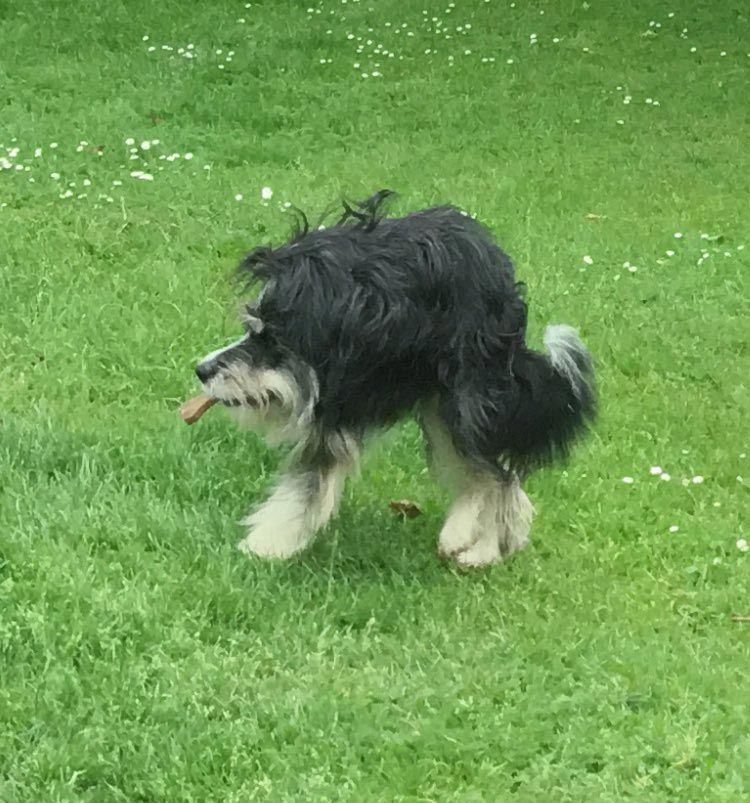 панорамное фото собаки, смешное панорамное фото, смешное фото собаки