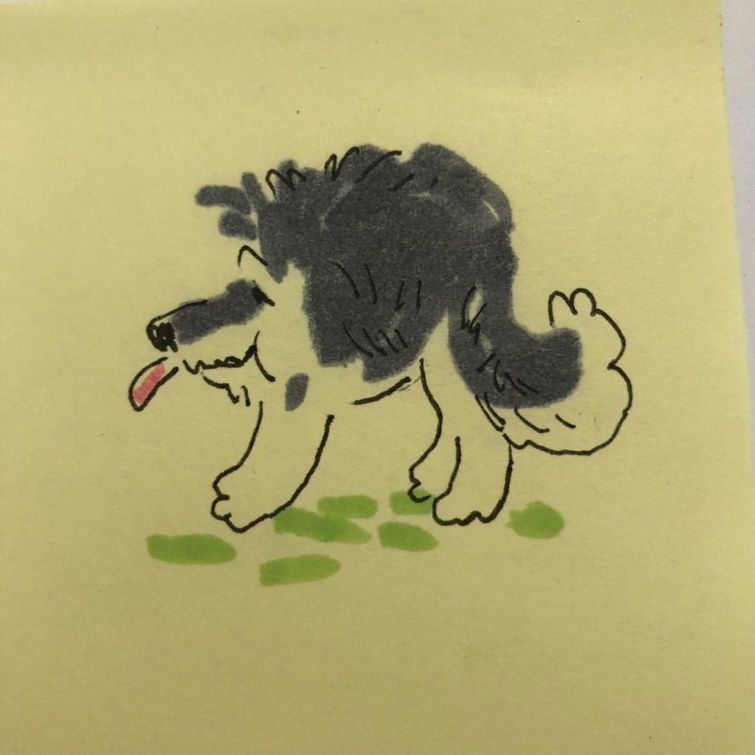 панорамное фото собаки, смешное панорамное фото, смешное фото собаки