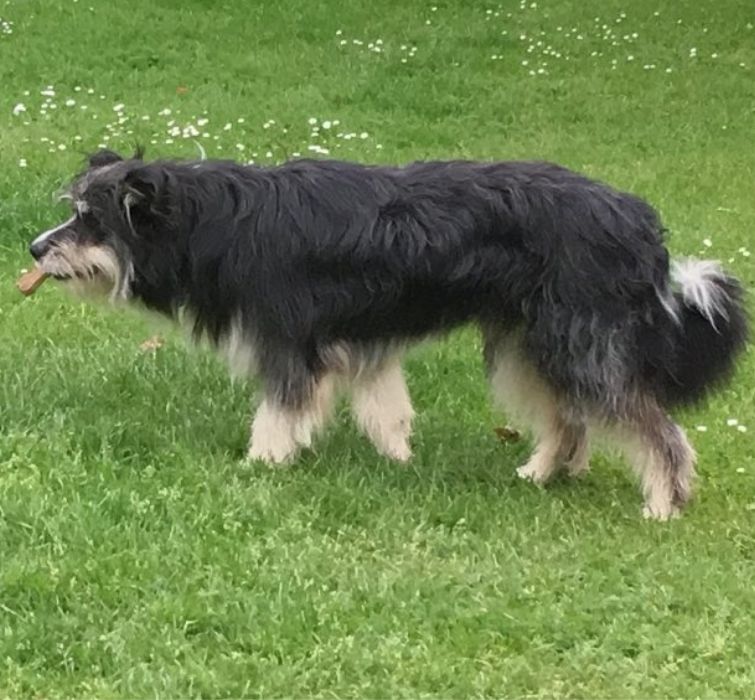 панорамное фото собаки, смешное панорамное фото, смешное фото собаки