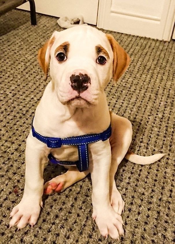 Пёс с удивлёнными бровями уничтожил диван за € 2500, бульдог Блейз 