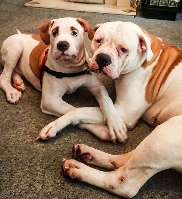 Пёс с удивлёнными бровями уничтожил диван за € 2500, бульдог Блейз 