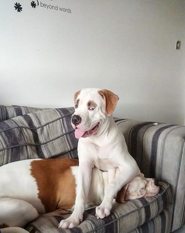 Пёс с удивлёнными бровями уничтожил диван за € 2500, бульдог Блейз 