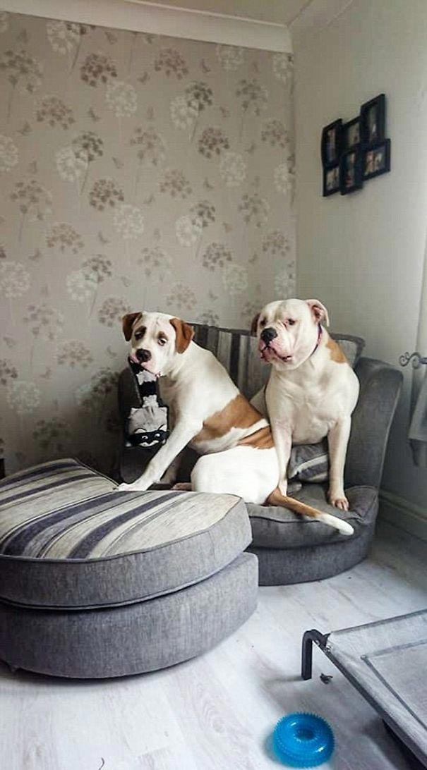 Пёс с удивлёнными бровями уничтожил диван за € 2500, бульдог Блейз 