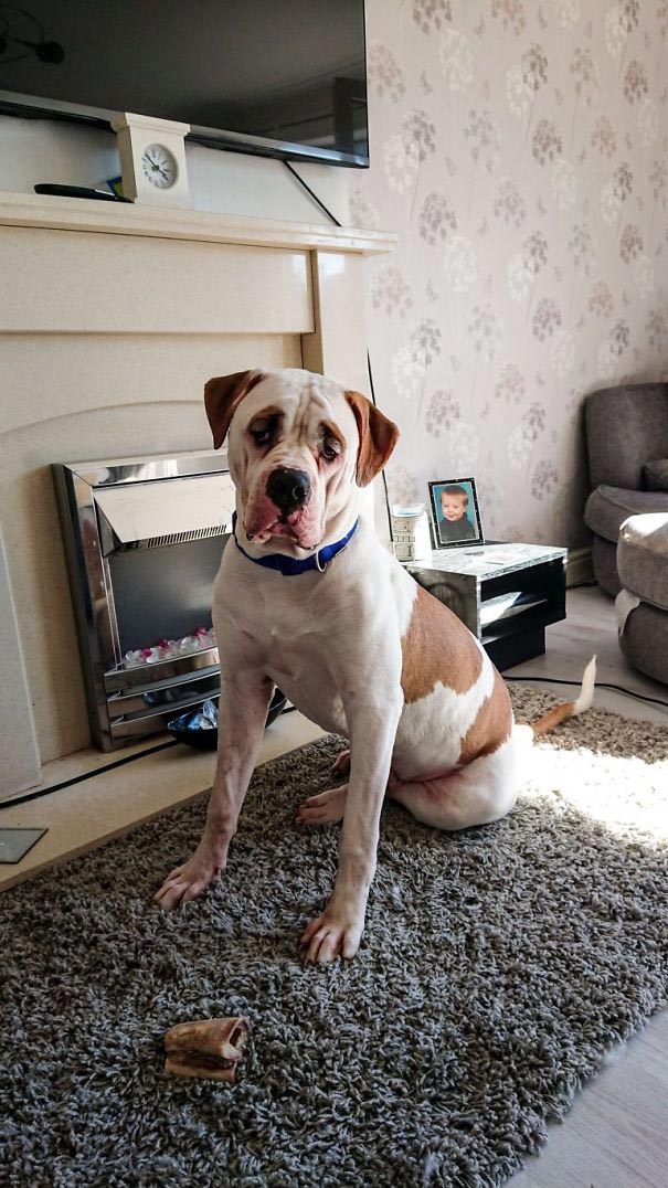 Пёс с удивлёнными бровями уничтожил диван за € 2500, бульдог Блейз 