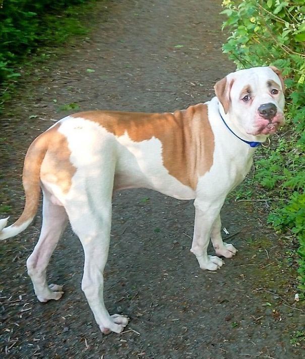 Пёс с удивлёнными бровями уничтожил диван за € 2500, бульдог Блейз 