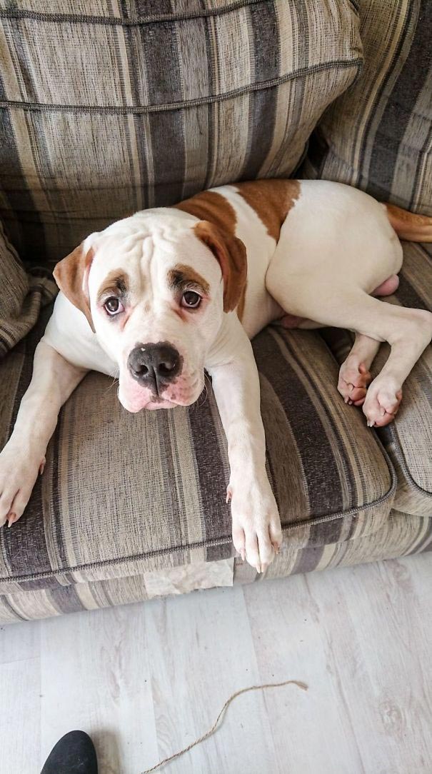 Пёс с удивлёнными бровями уничтожил диван за € 2500, бульдог Блейз 