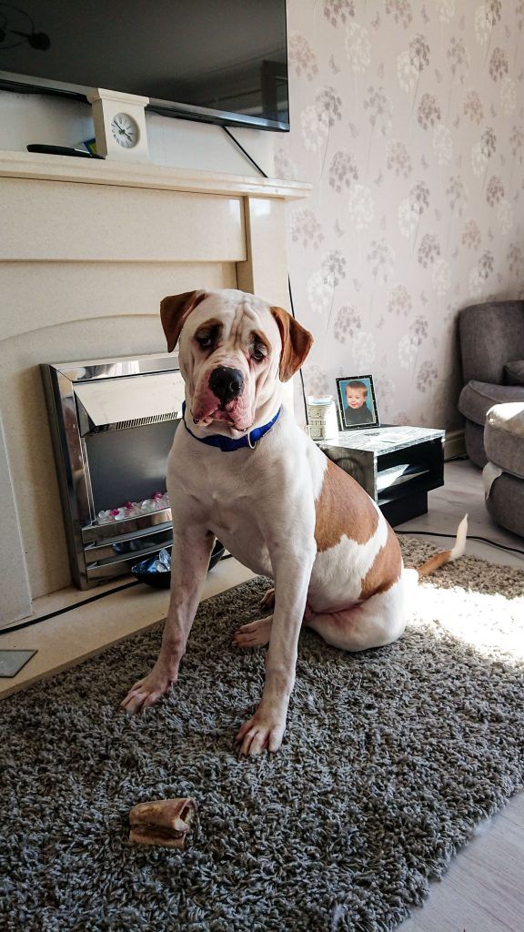 Пёс с удивлёнными бровями уничтожил диван за € 2500, бульдог Блейз 