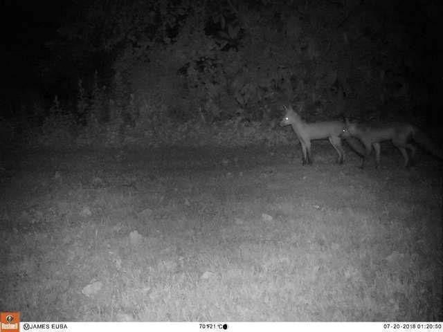 Мужчина чуть не сошёл с ума, пытаясь узнать, кто приносит ему газеты и журналы каждый день мужчина находил газеты, кто приносит газеты, лисы приносили газеты, нашёл на крыльце дома