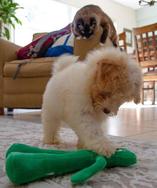 фотобомбы, фотографии самое интересное на фоне, фотографии фон главное, фотографии со смешным фоном