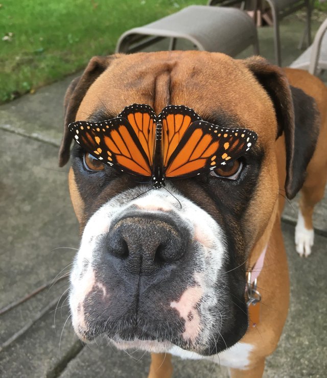 милюшные животные, животные которые уж точно поднимут настроение