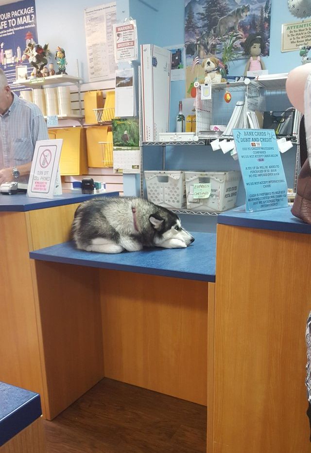 милюшные животные, животные которые уж точно поднимут настроение