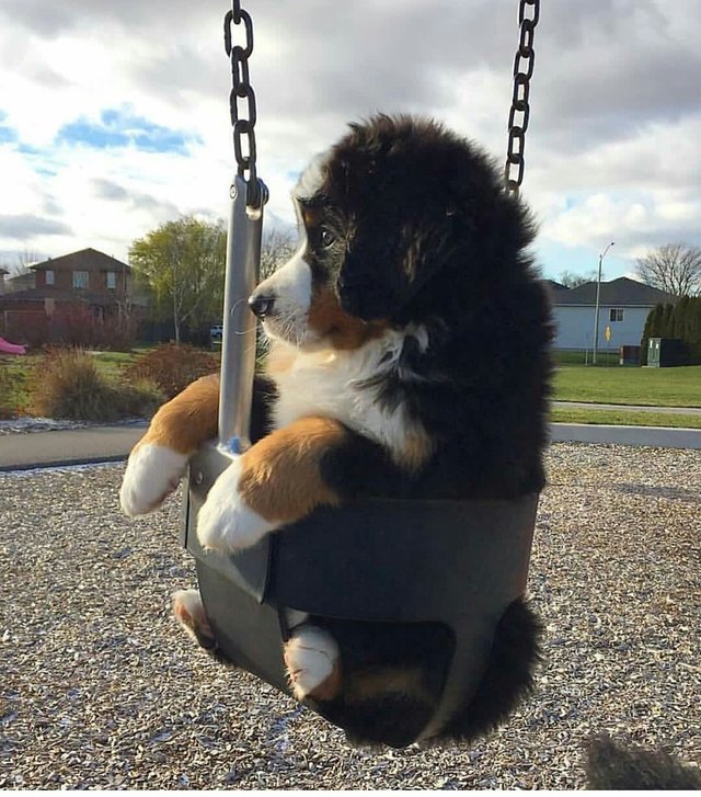 милюшные животные, животные которые уж точно поднимут настроение