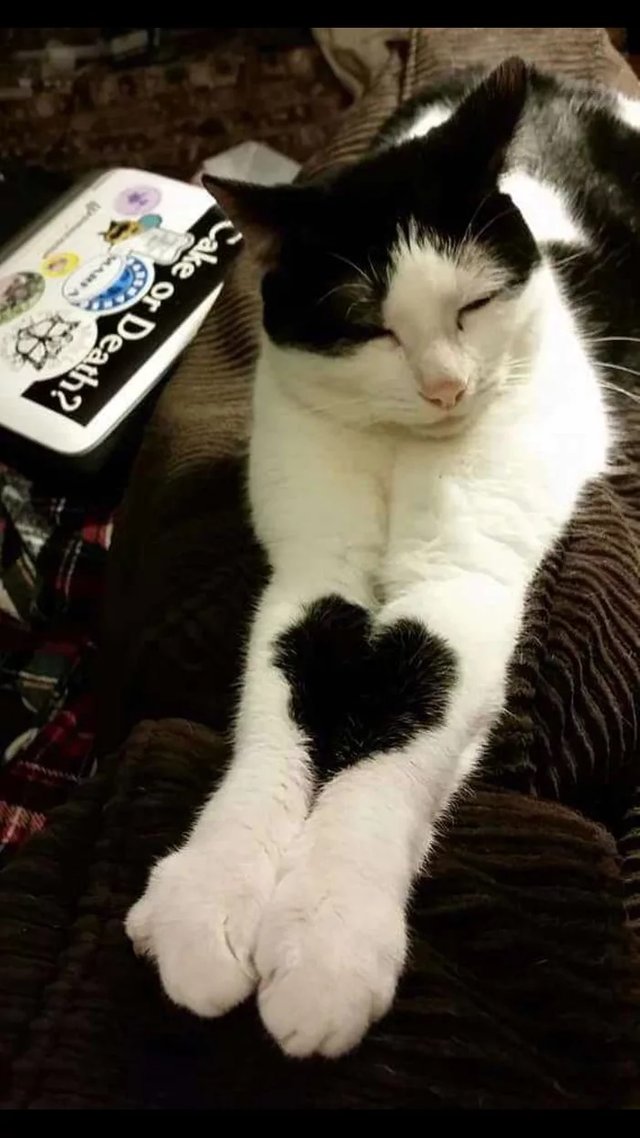 милюшные животные, животные которые уж точно поднимут настроение