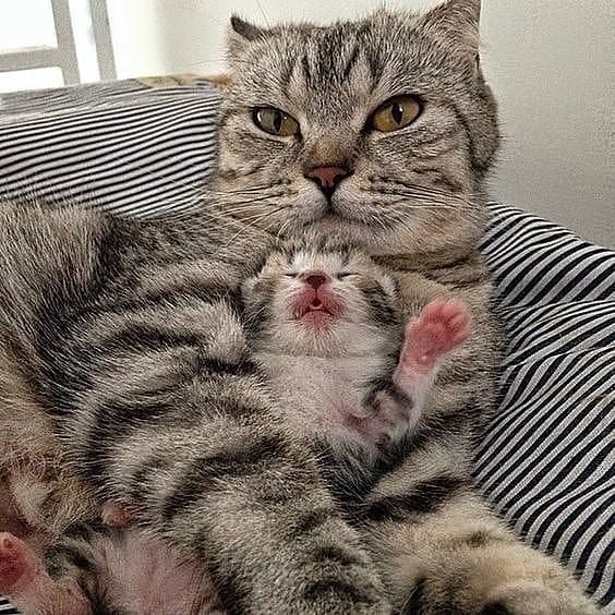 милюшные животные, животные которые уж точно поднимут настроение