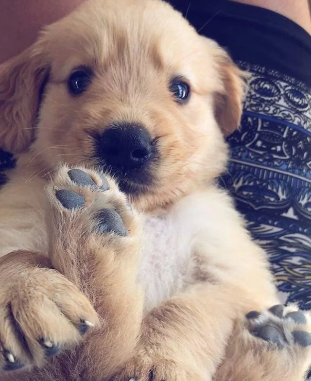 милюшные животные, животные которые уж точно поднимут настроение