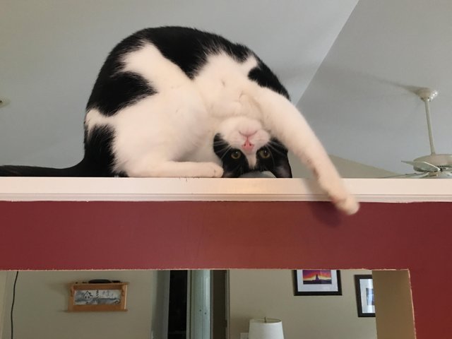 милюшные животные, животные которые уж точно поднимут настроение