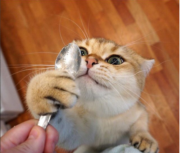 милюшные животные, животные которые уж точно поднимут настроение