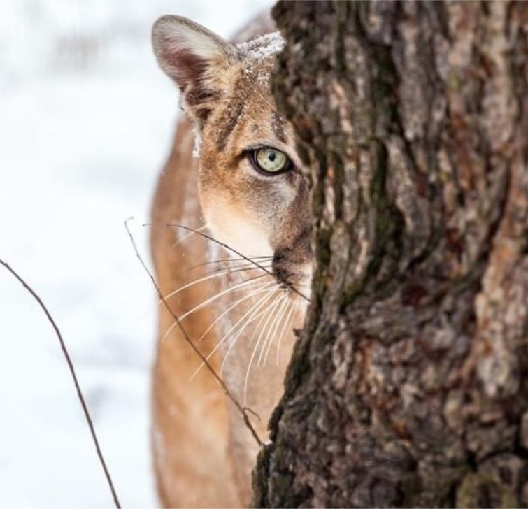 Тест: смогли бы вы выжить в дикой природе? смогли бы вы выжить в дикой природе, смогли бы вы выжить в дикой природе тест, тесты
