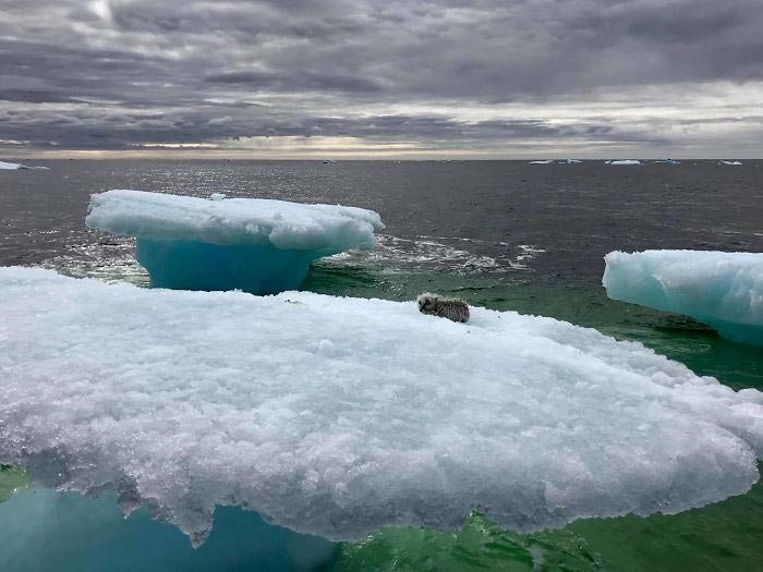 арктическая лиса на айсберге, лиса на льдине 