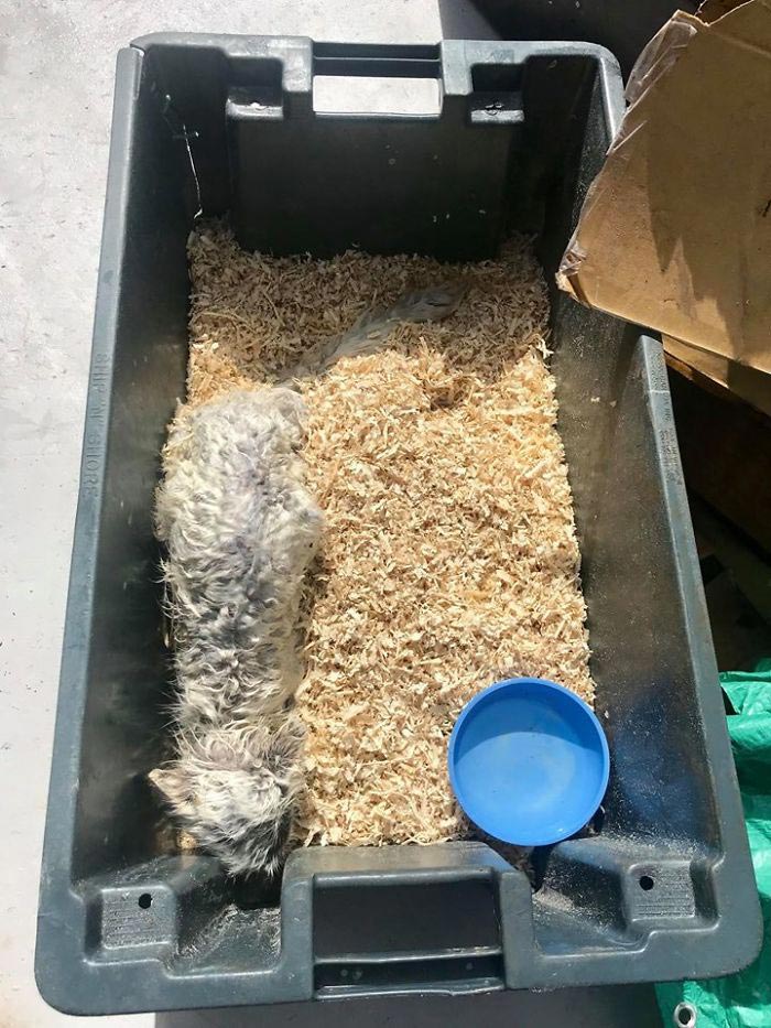 арктическая лиса на айсберге, лиса на льдине 