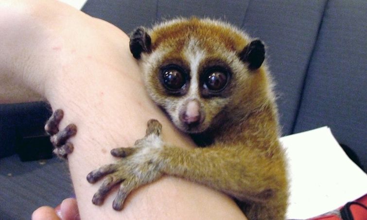 16 безобидных с виду животных, которые на самом деле опасны милые опасные животные, безобидные животные которые на самом деле опасны