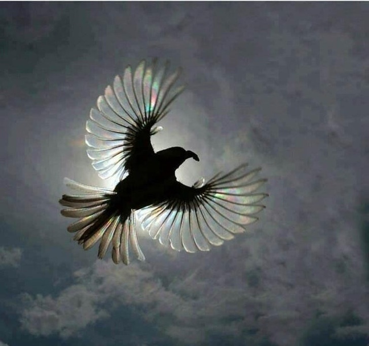 фотографии сделанные в нужный момент, снимки сделанные в нужное время