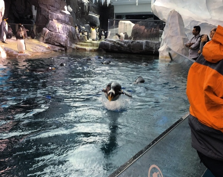 фотографии сделанные в нужный момент, снимки сделанные в нужное время