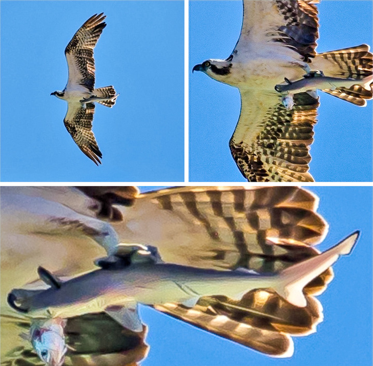 фотографии сделанные в нужный момент, снимки сделанные в нужное время