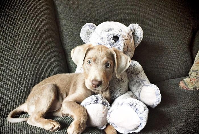 лабрадор Тинк, щенок Тинк