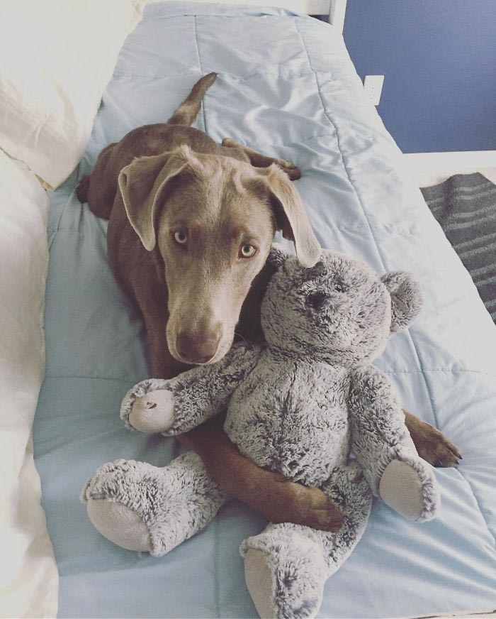 лабрадор Тинк, щенок Тинк