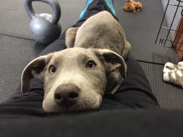 лабрадор Тинк, щенок Тинк