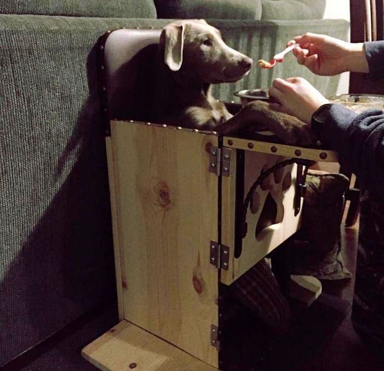 лабрадор Тинк, щенок Тинк