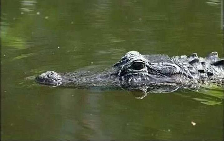 разоблачение обмана, смешной обман, наша жизнь сплошной обман