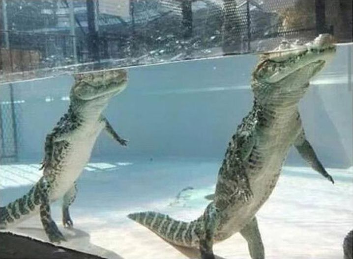 разоблачение обмана, смешной обман, наша жизнь сплошной обман