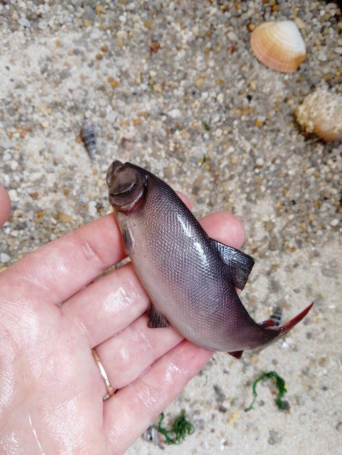 Елена Тильзитская, рыба из глины, реалистичная рыба, рыба из полимерной глины