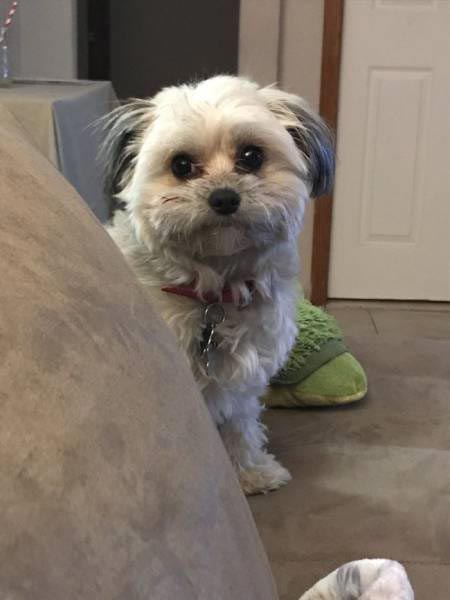 собака с зубными протезами, собака нашла зубные протезы, собака надела зубные протезы, собака украла зубные протезы