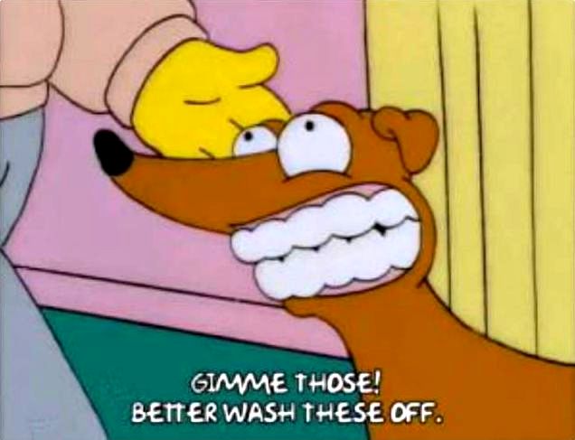 собака с зубными протезами, собака нашла зубные протезы, собака надела зубные протезы, собака украла зубные протезы