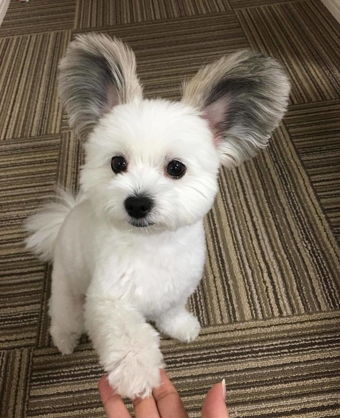 щенок с ушами Микки Мауса, собака с ушами Микки Мауса, собака Гома